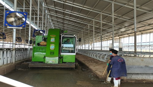 寧夏靈武 黃金奶源帶的鋼結(jié)構(gòu)制造，鑄就國產(chǎn)好奶源新篇章